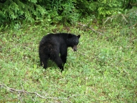 First black bear near Stewart